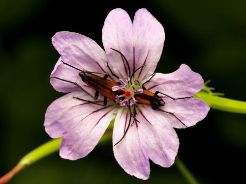Réf. 334 545 : Stenurella melanura